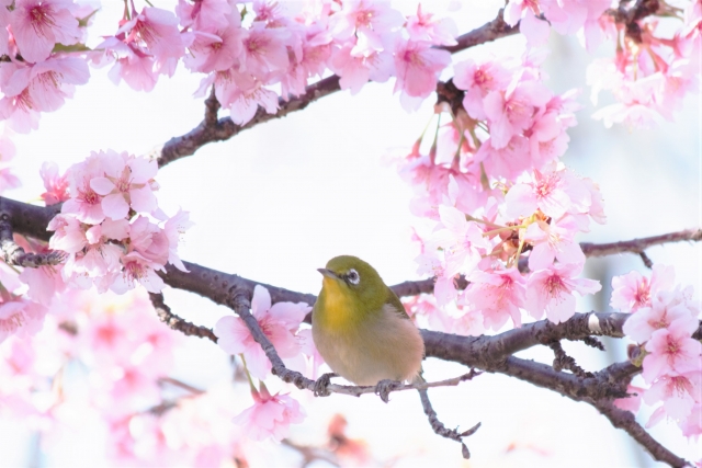 お花見に役立つイマドキの便利サービス